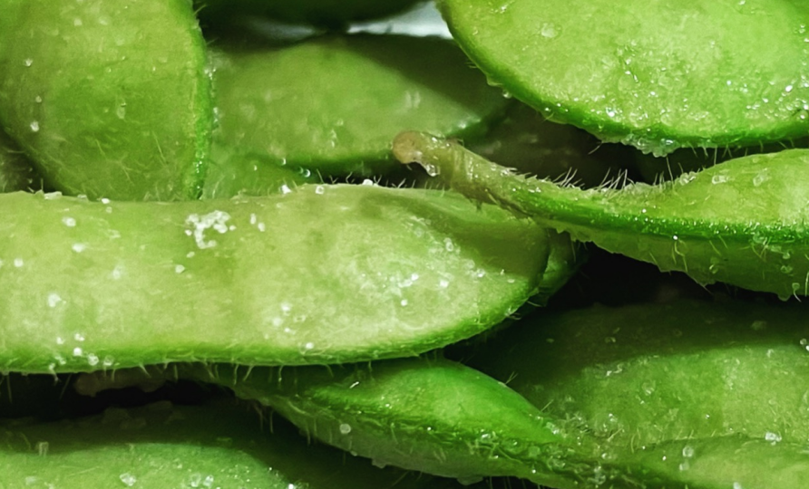 横浜産 旬の枝豆。